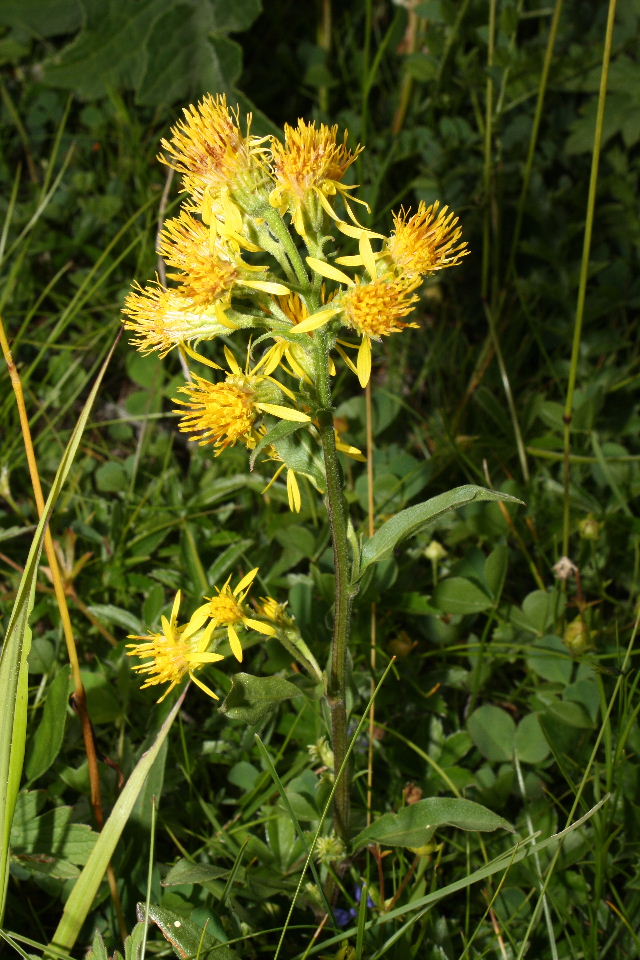 Solidago virgaurea